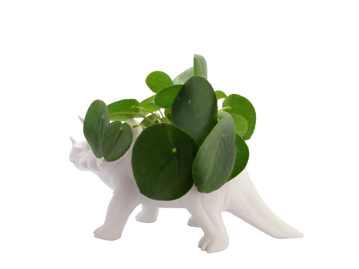 Tricerapot Planter