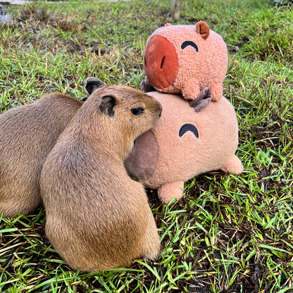 Capybara Sticker (6in)