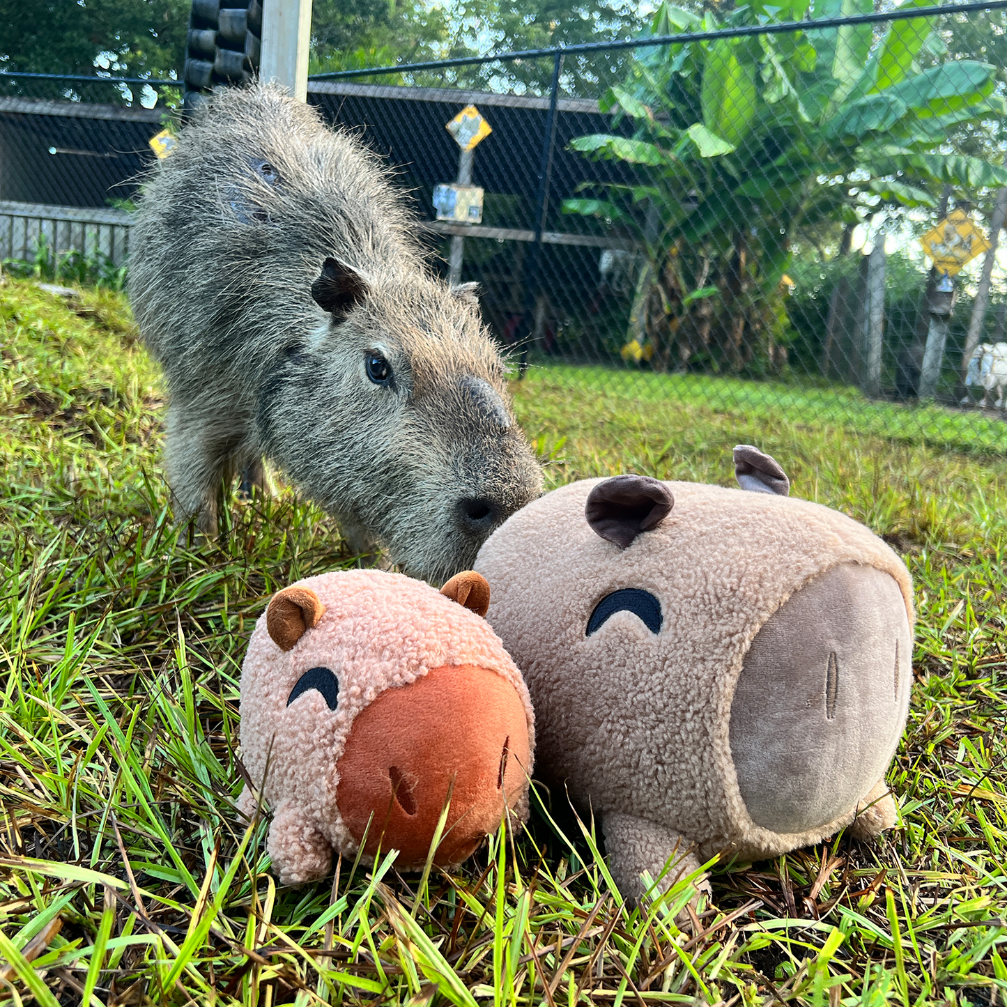 Capybara Sticker (6in)