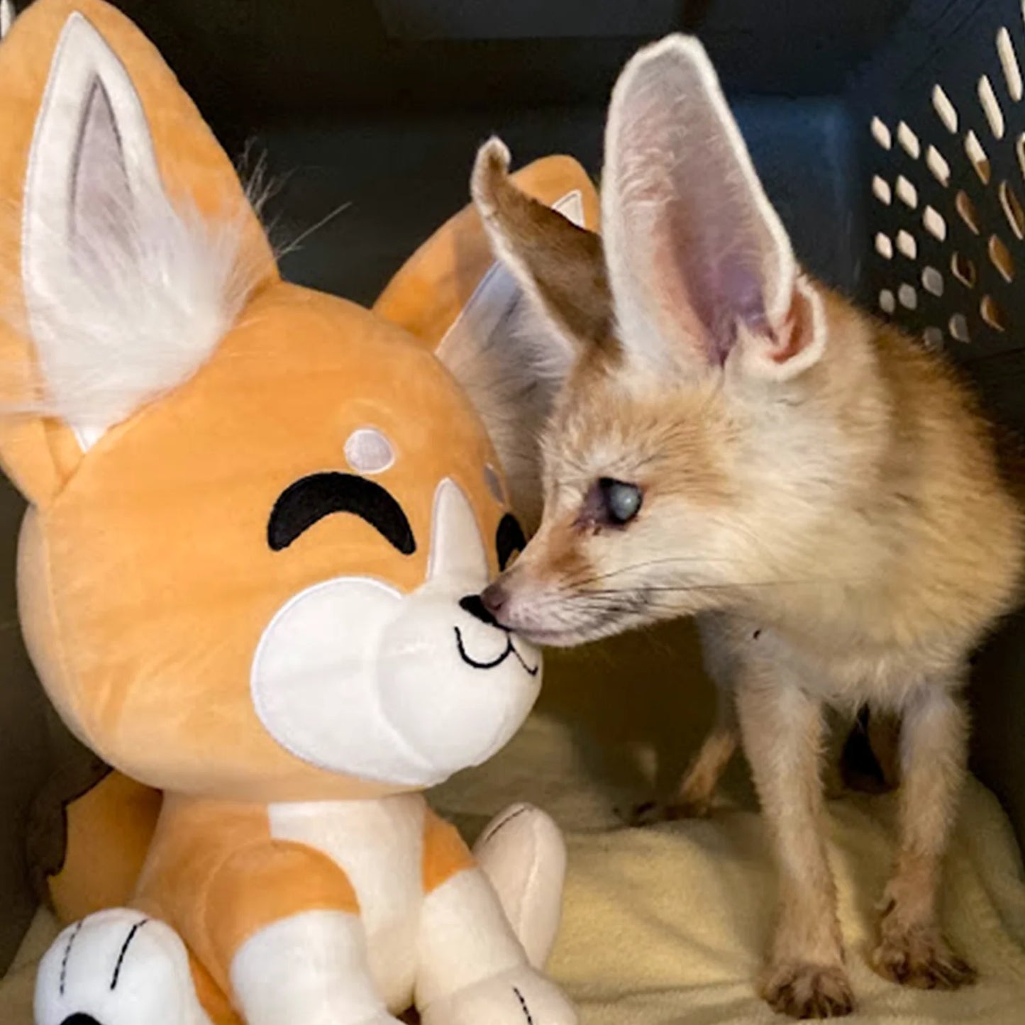 Peluche Fennec