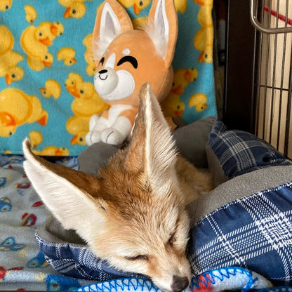 Peluche Fennec